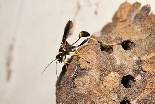 A wasp is sitting on top of a piece of wood.