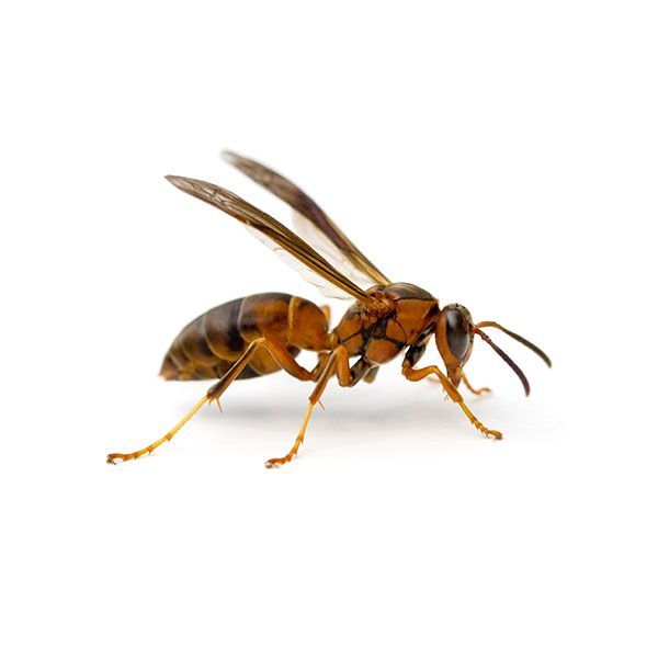 A close up of a wasp on a white background.