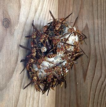 A nest of wasps is sitting on a wooden surface
