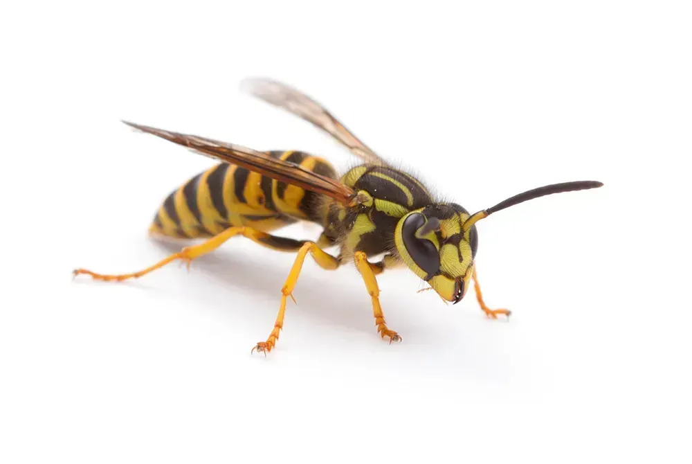 A close up of a wasp on a white background.