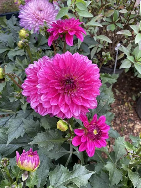 Flowers