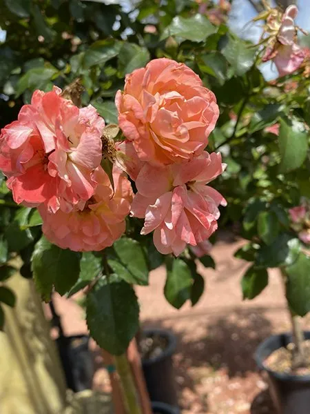 Flowers