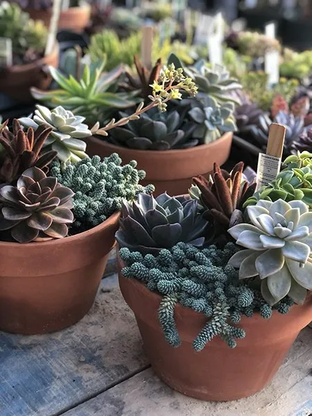 plant material
