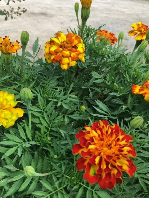 gardening and landscaping needs