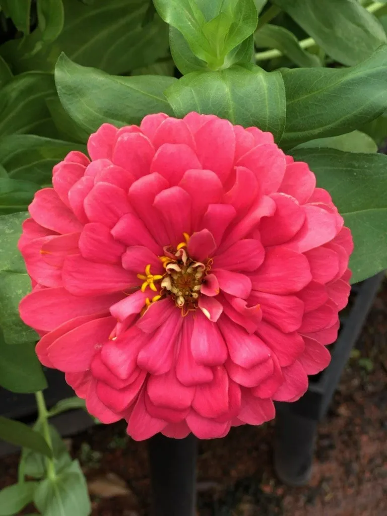 gardening and landscaping needs