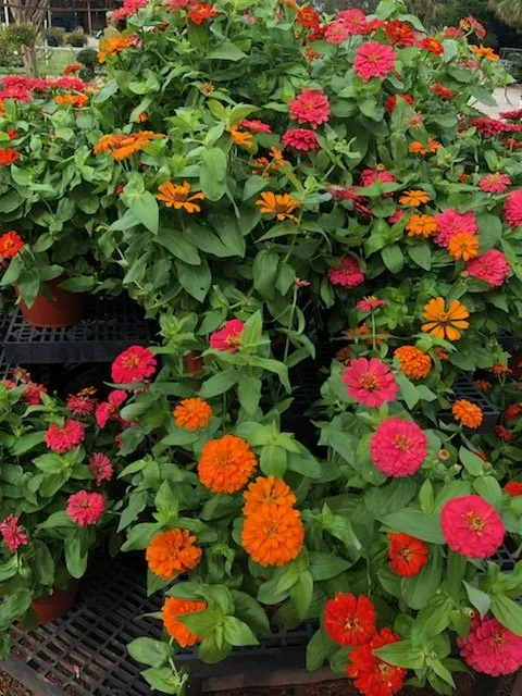 gardening and landscaping needs