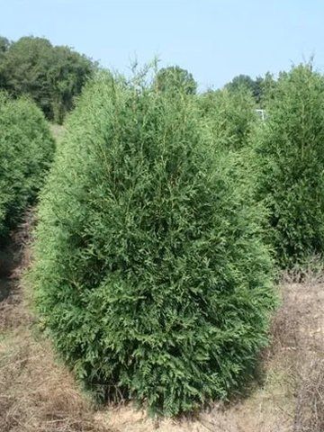Techny Arborvitae