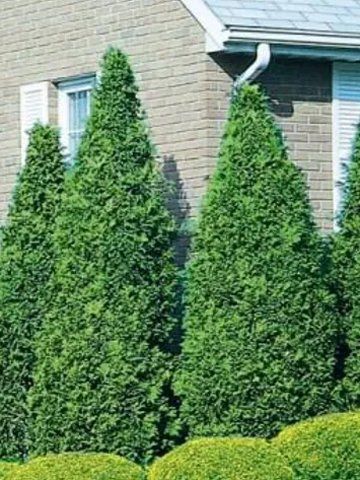 Pyramidal Arborvitae