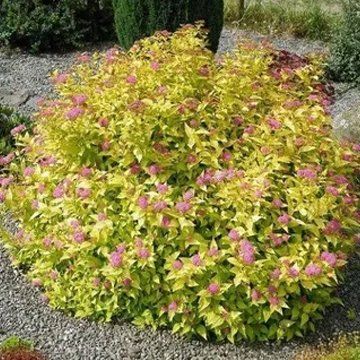 Goldmound Spirea