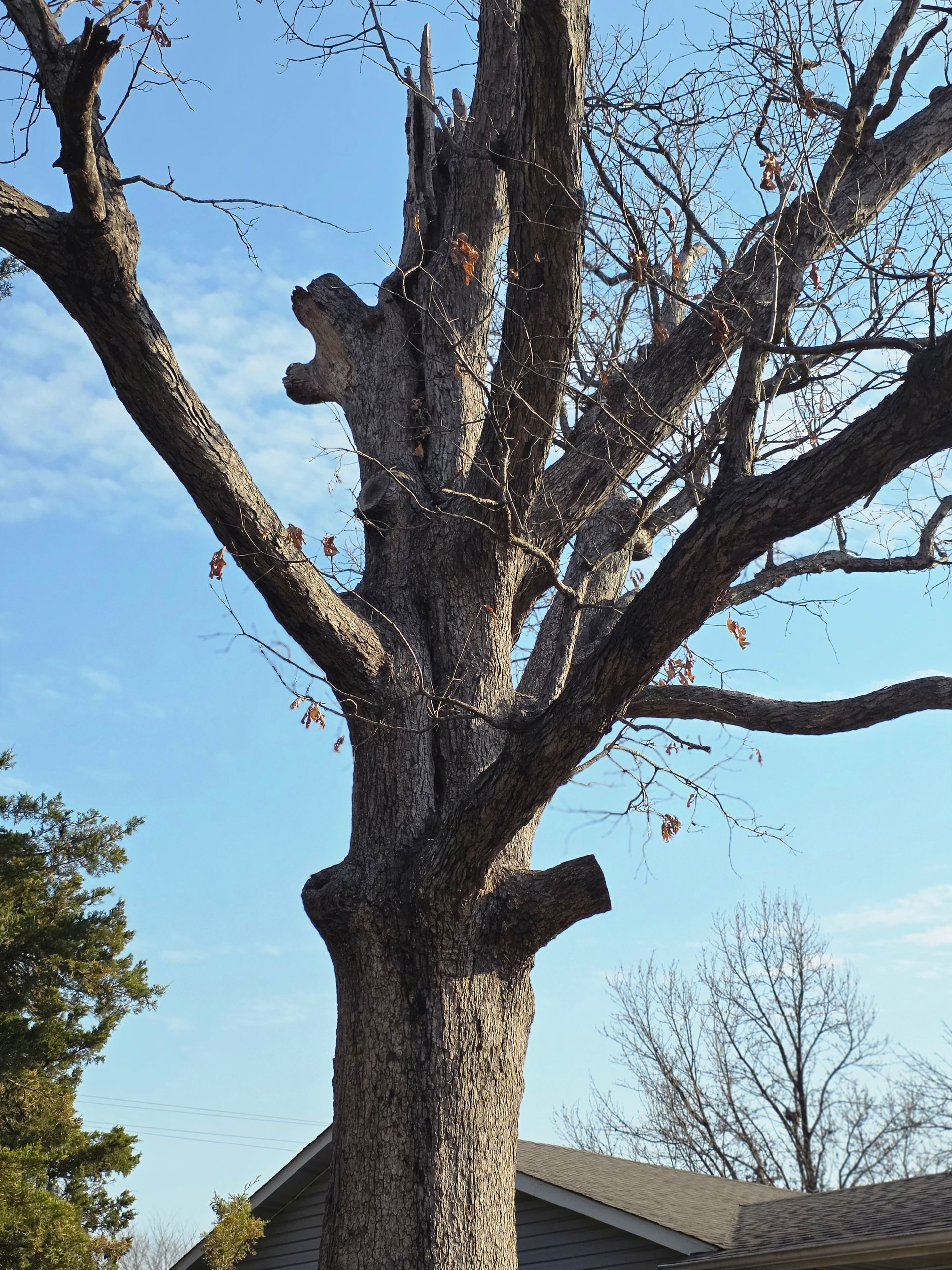 Leafless tree with a large cut branch against a blue sky, near a house roofline