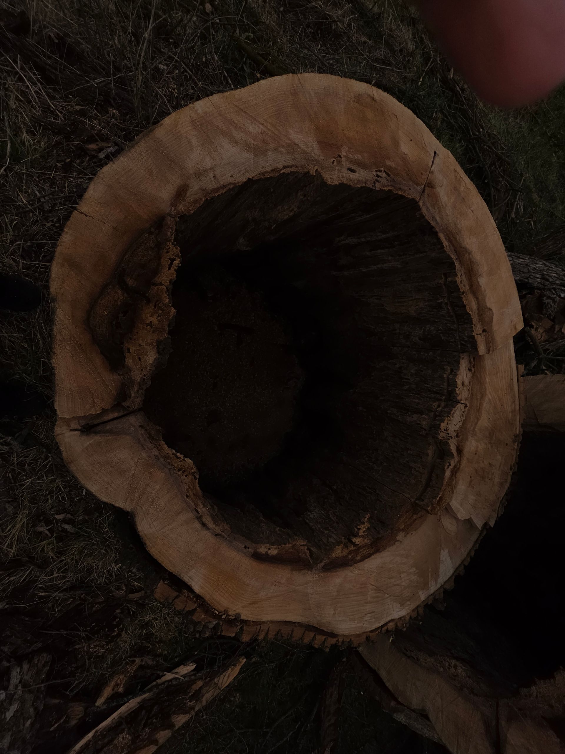 A hollow cut tree stump with rough bark and dark interior against a grassy background