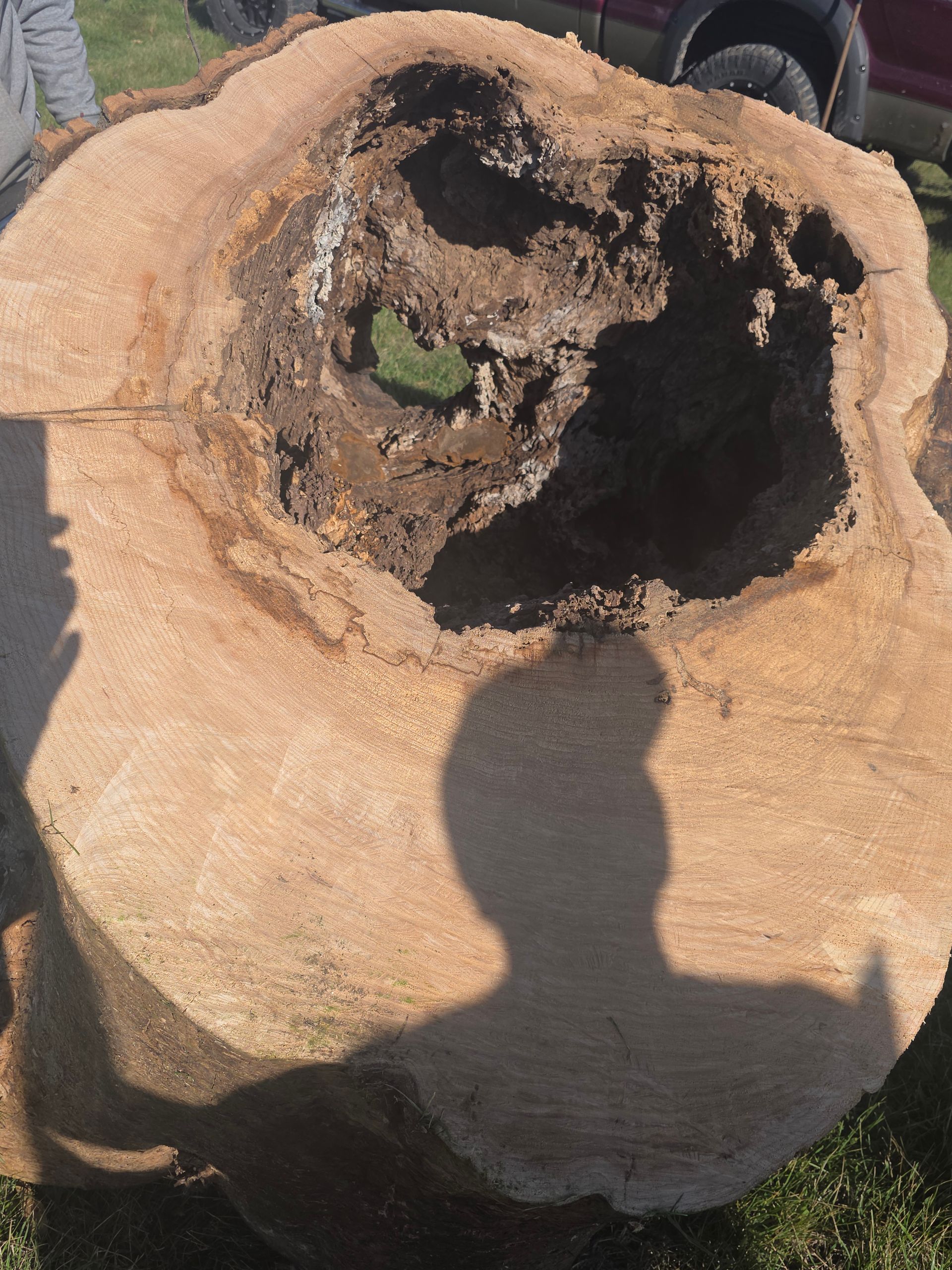 Large tan tree stump with a hollow, rotten center and a person’s shadow cast across it