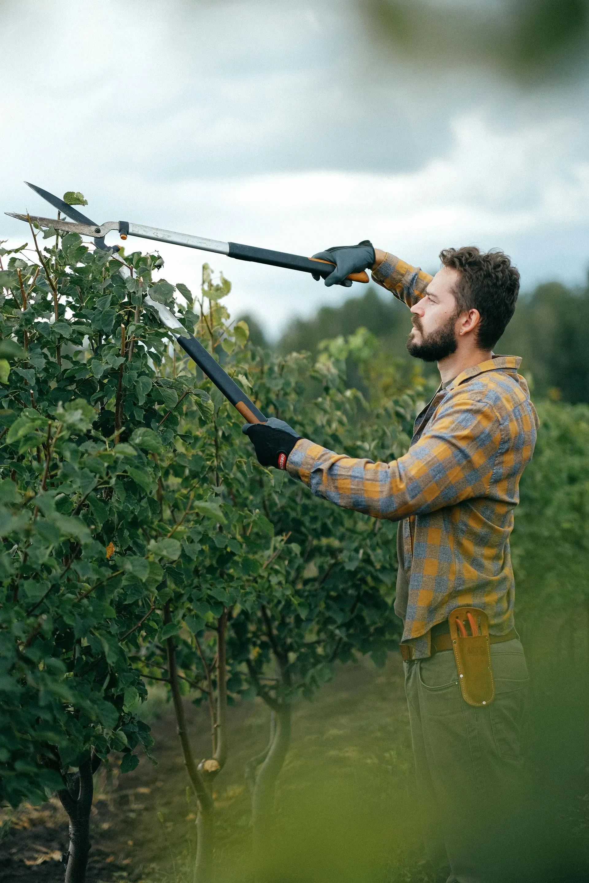 Person trimming tall berry bushes with a pole pruner in an orchard, wearing a plaid shirt and gloves