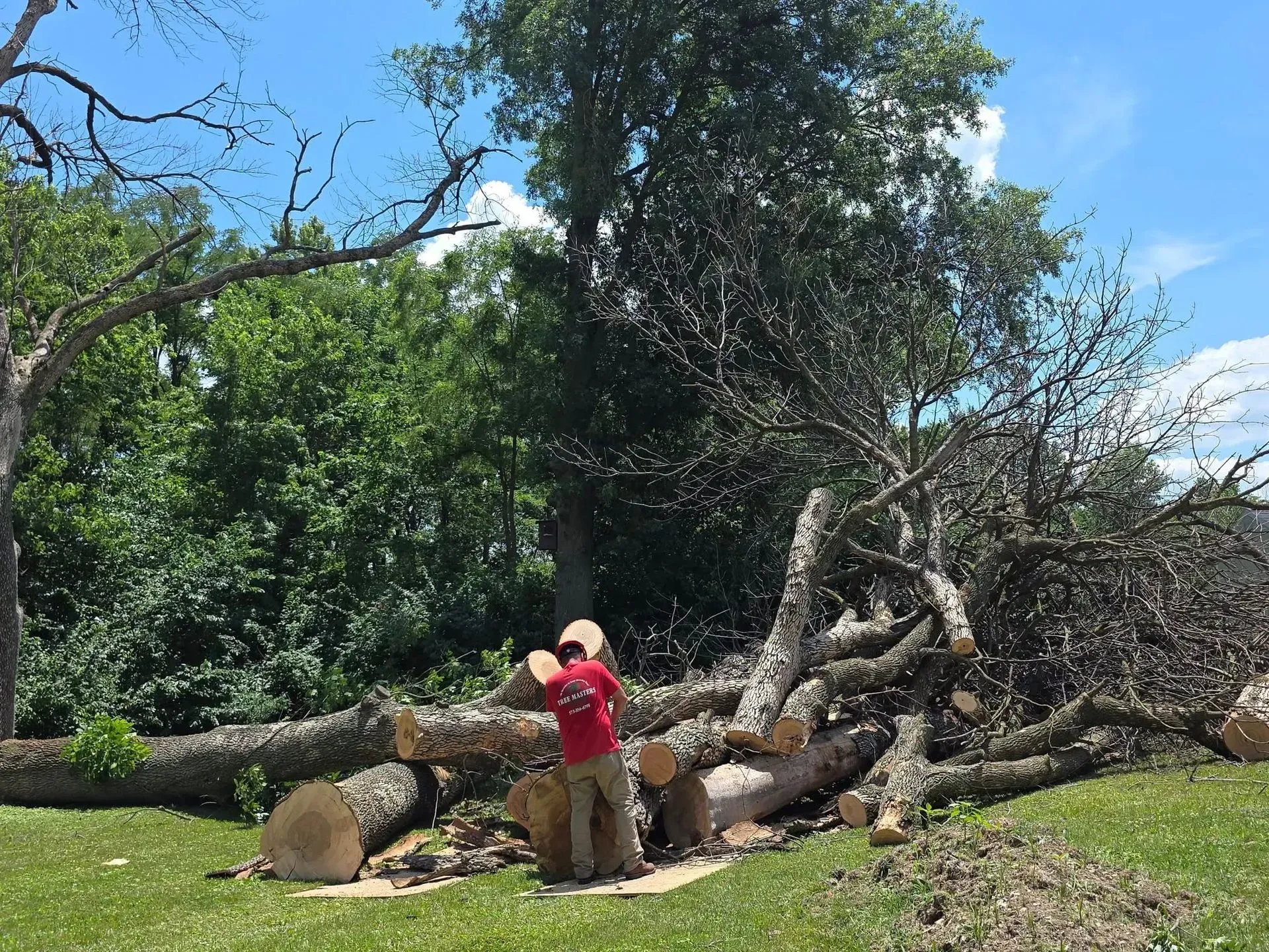 Person in a red shirt standing by a large fallen tree in a grassy park under blue sky.