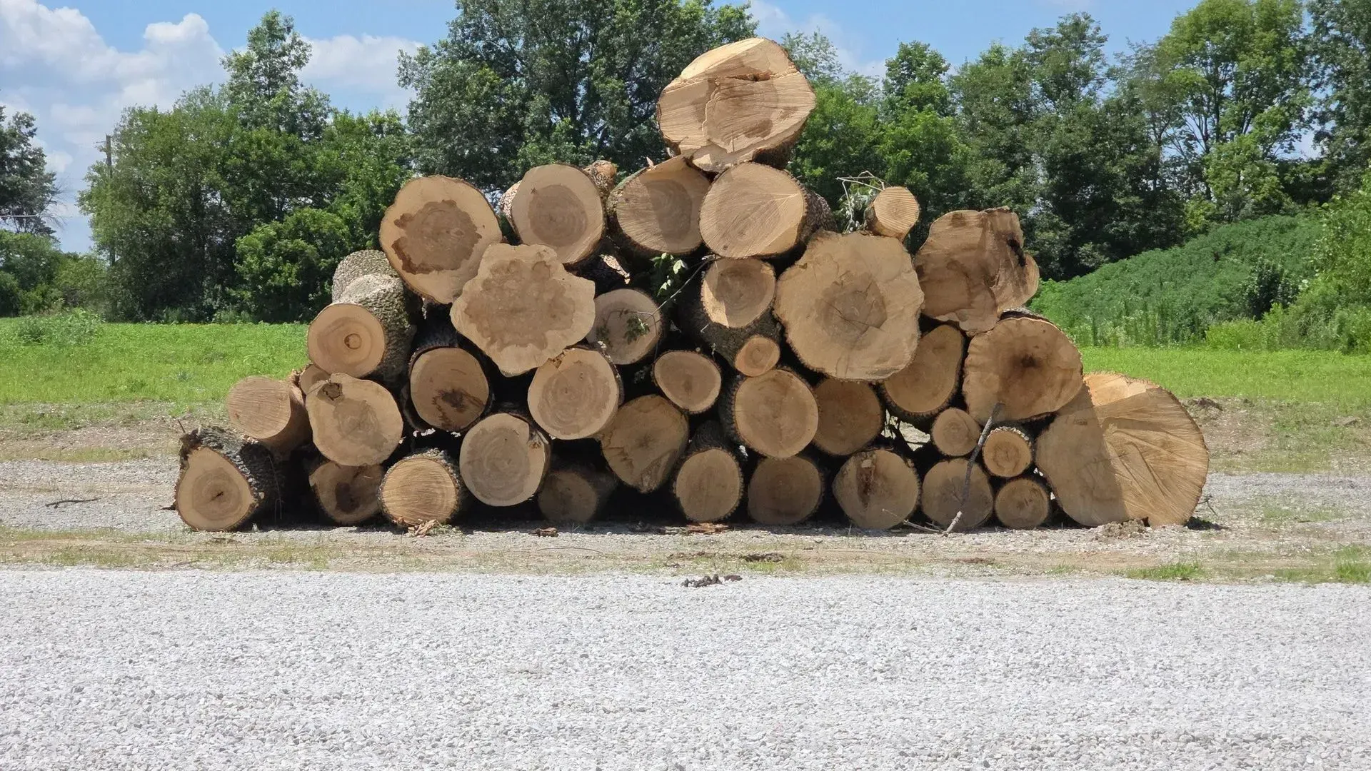 Stacked cut logs in a gravel clearing with green trees and grass in the background