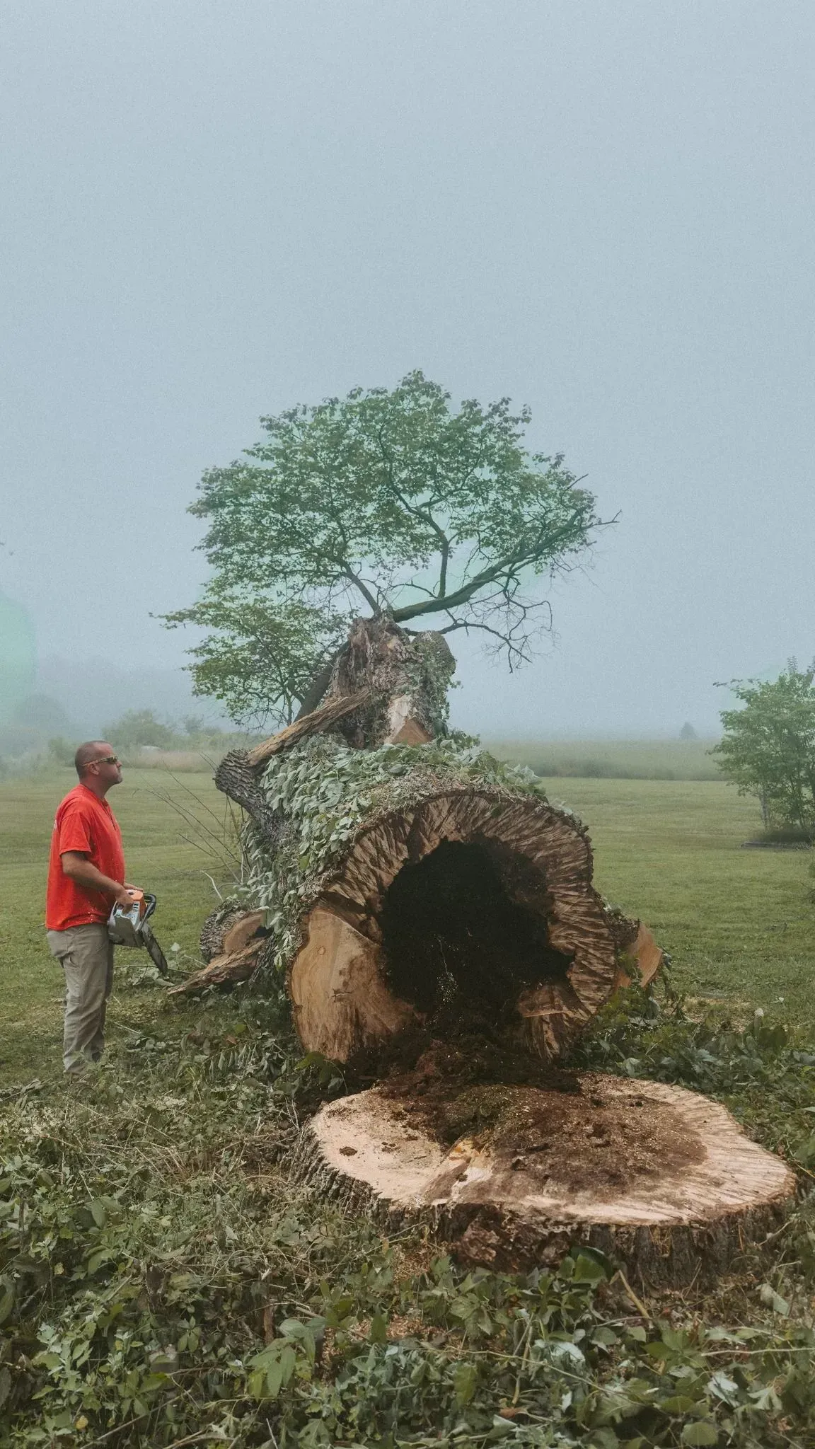 Man in red shirt beside a fallen tree trunk with a small tree growing from it in a misty field