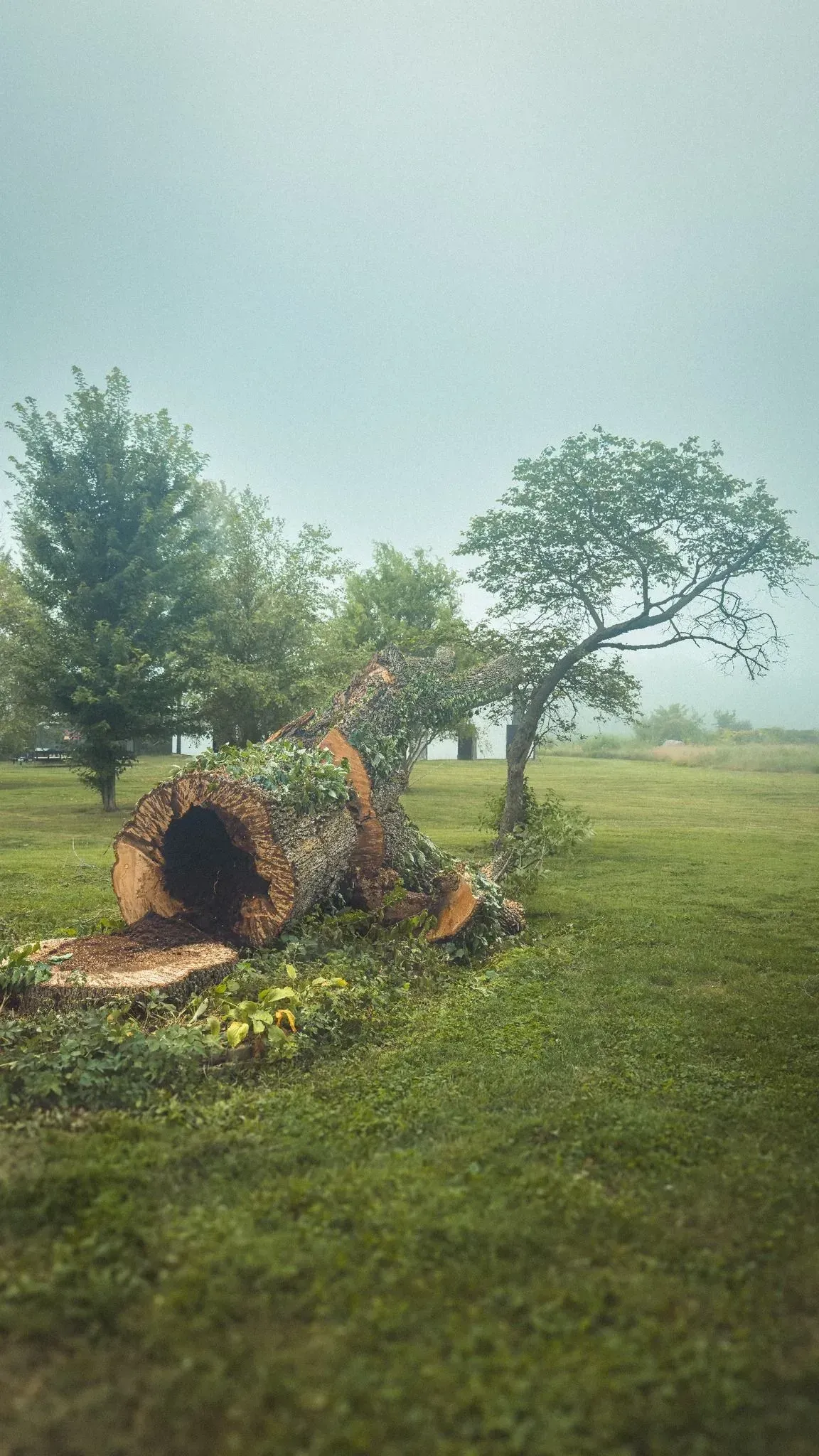 Cut tree stump and branches in a grassy field with scattered trees and hazy sky