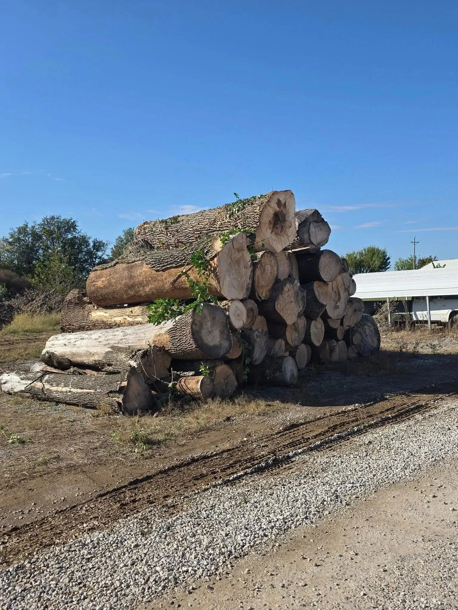 Stacked cut logs in a muddy yard under a clear blue sky, with a gravel path in front.