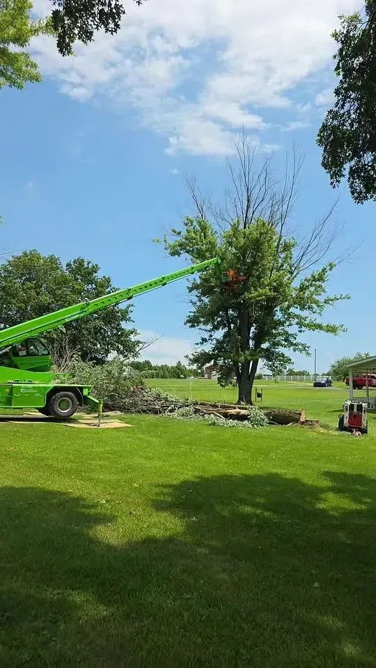 Green cherry picker trimming a tree in a sunny yard beside a house and lawn.