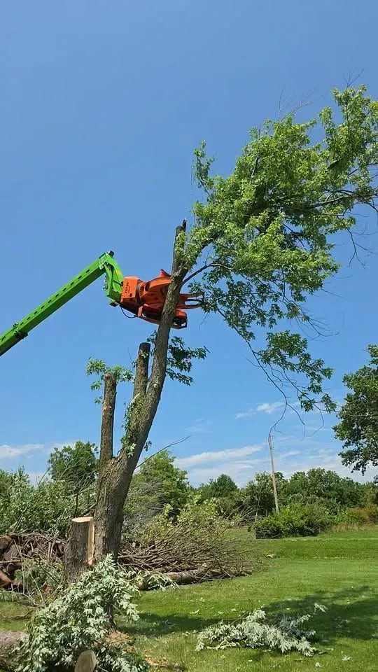 Cherry picker trims a tree beside a grassy field under a clear blue sky.