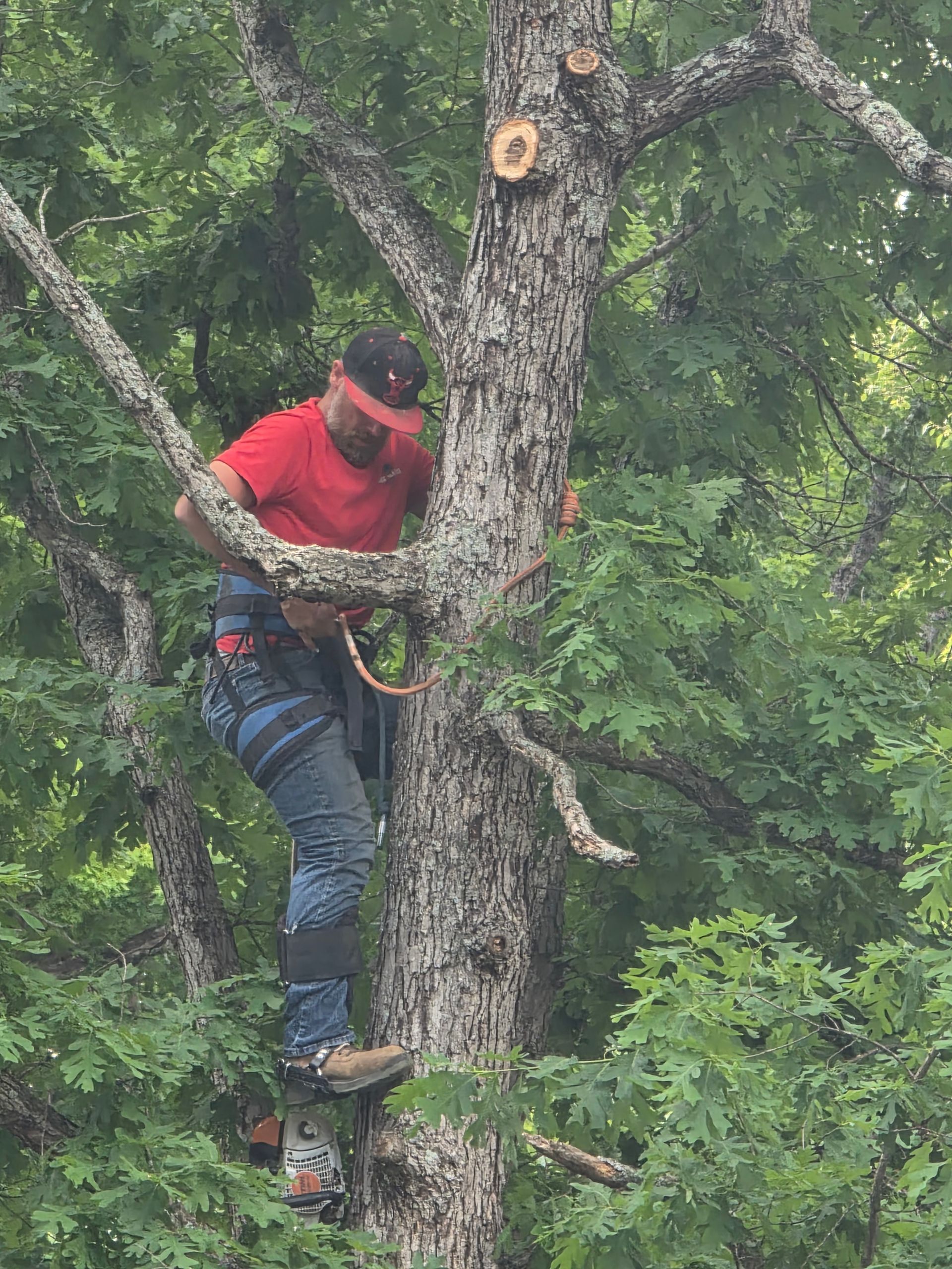 Person in red shirt and jeans climbing a tree with safety gear in a leafy outdoor setting