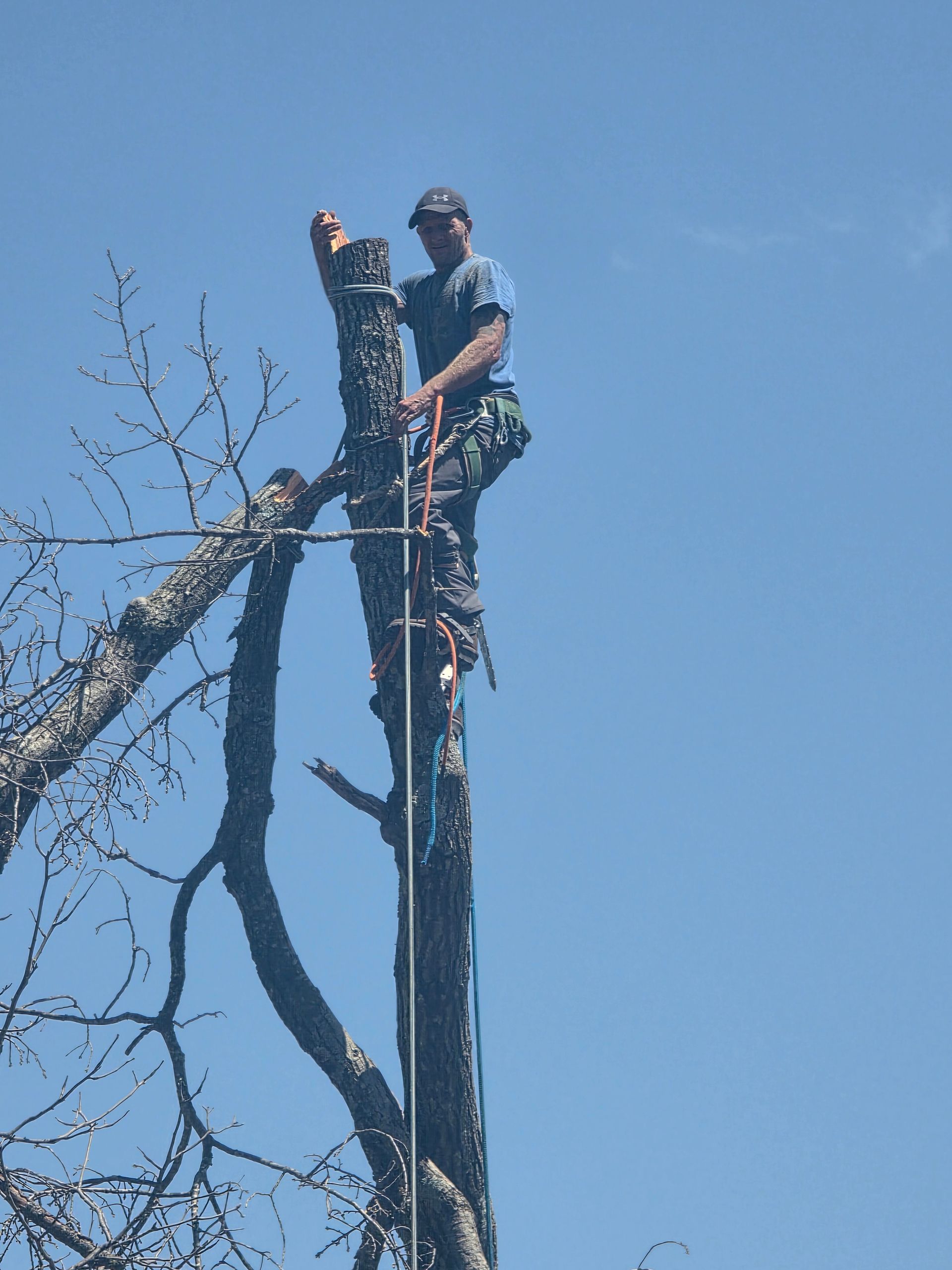 Tree worker trimming a tall branch against a clear blue sky