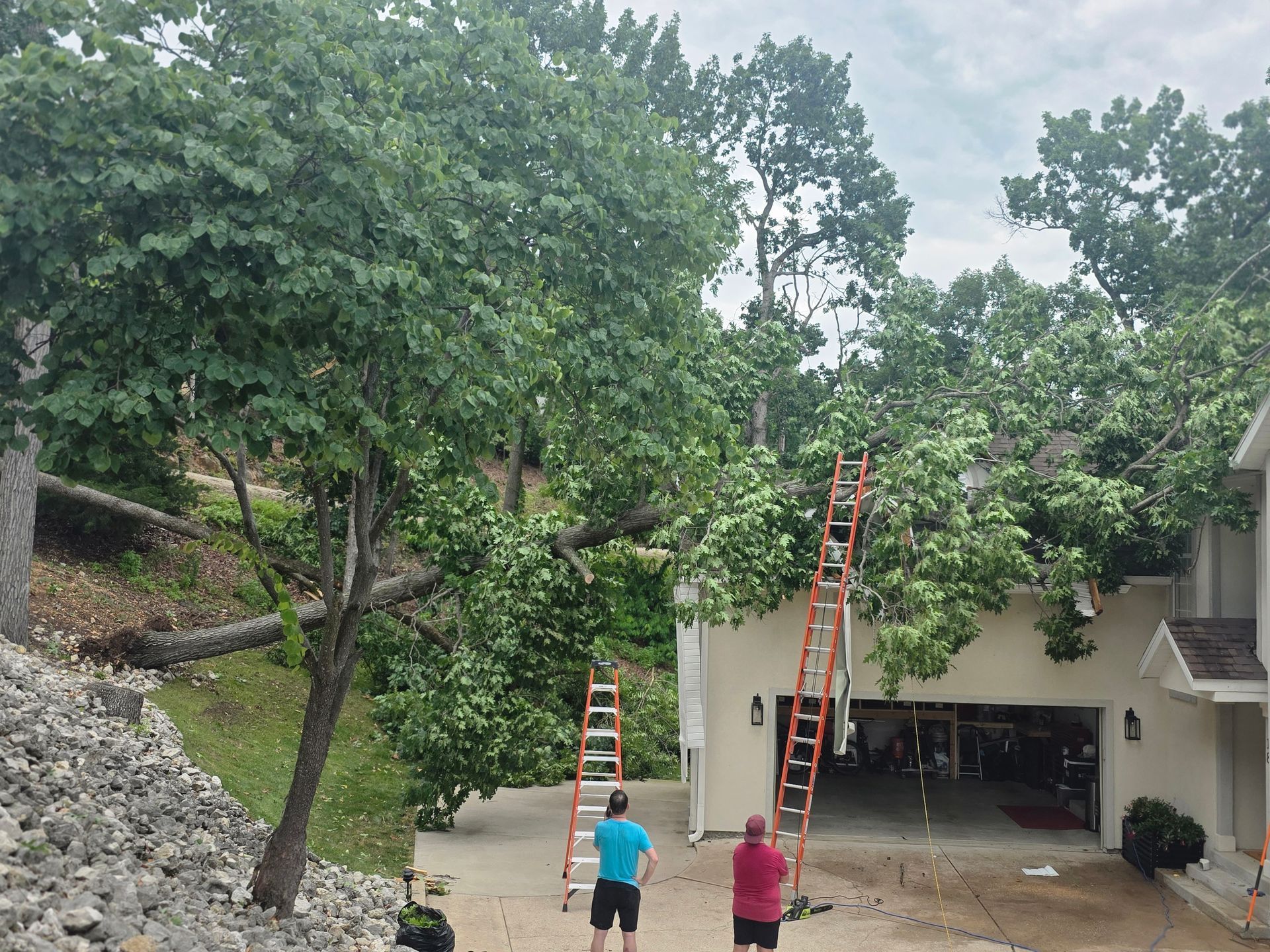 Workers on ladders trimming large trees beside a driveway and garage.
