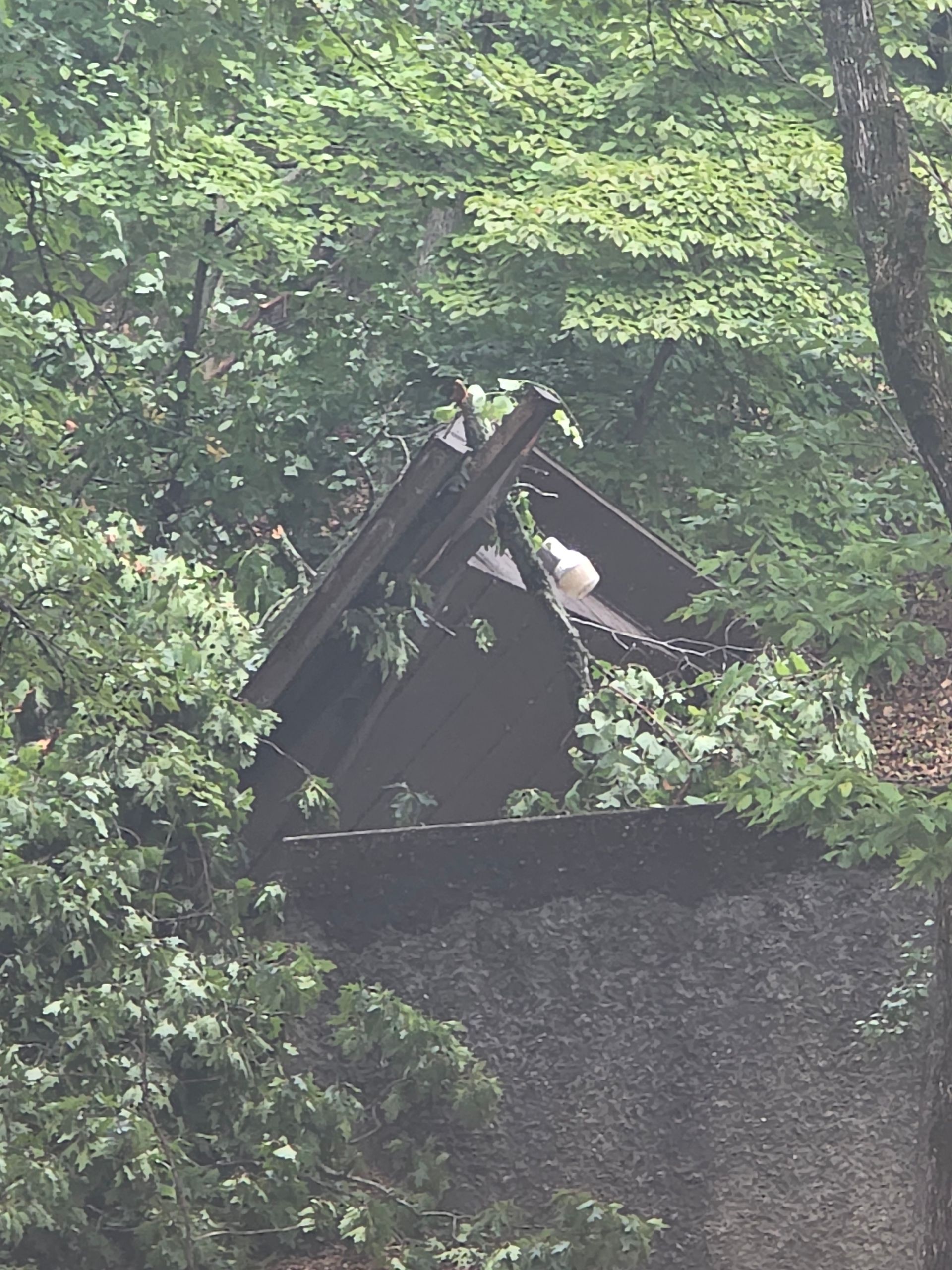 Person in a dark roofed structure partly hidden by dense green trees and a stone wall