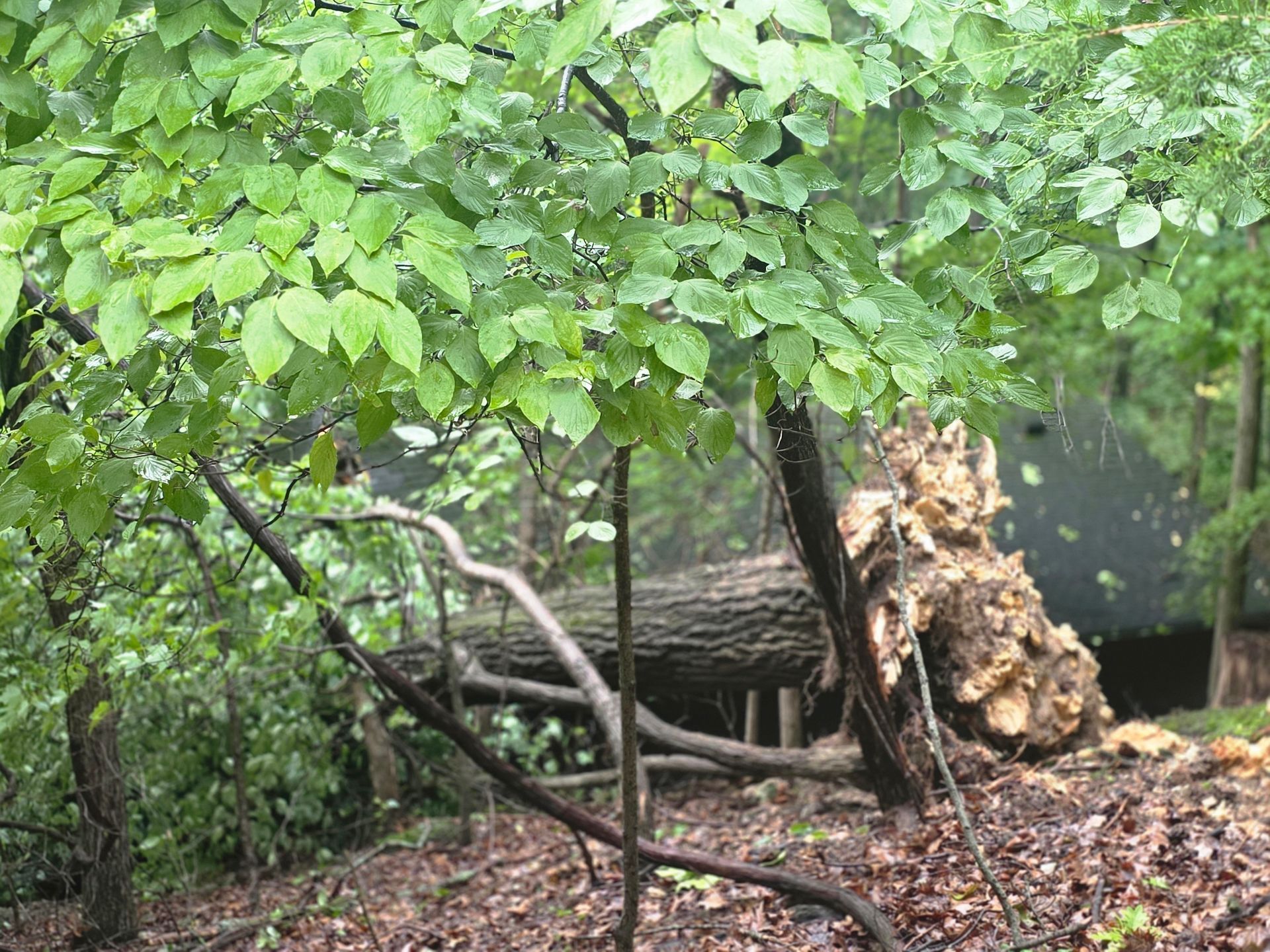 A wooded area with dense green leaves and a fallen, uprooted tree trunk on the forest floor.