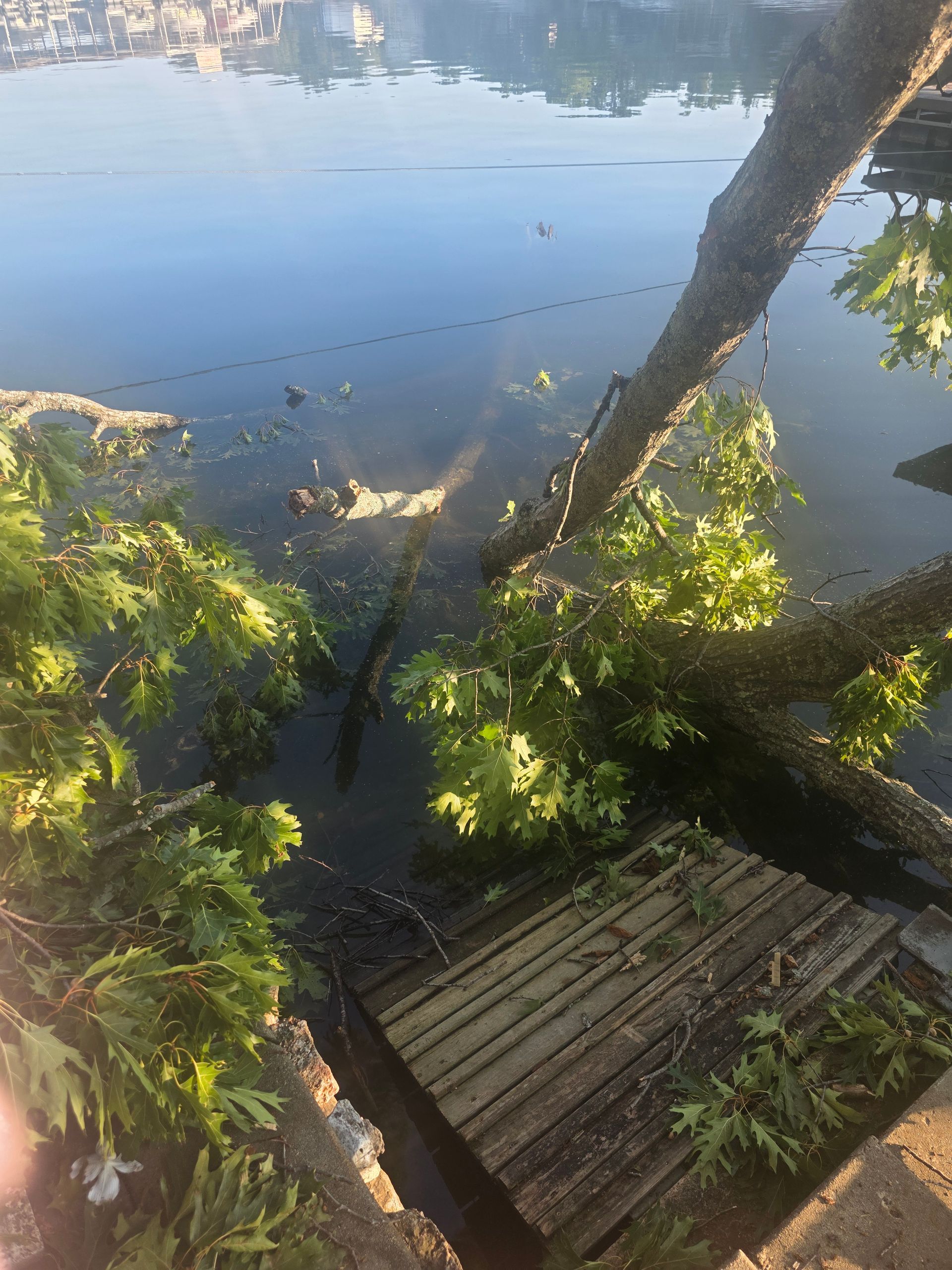 Wooden dock beside calm blue water, framed by trees and green foliage, with sunlight reflecting on the surface.