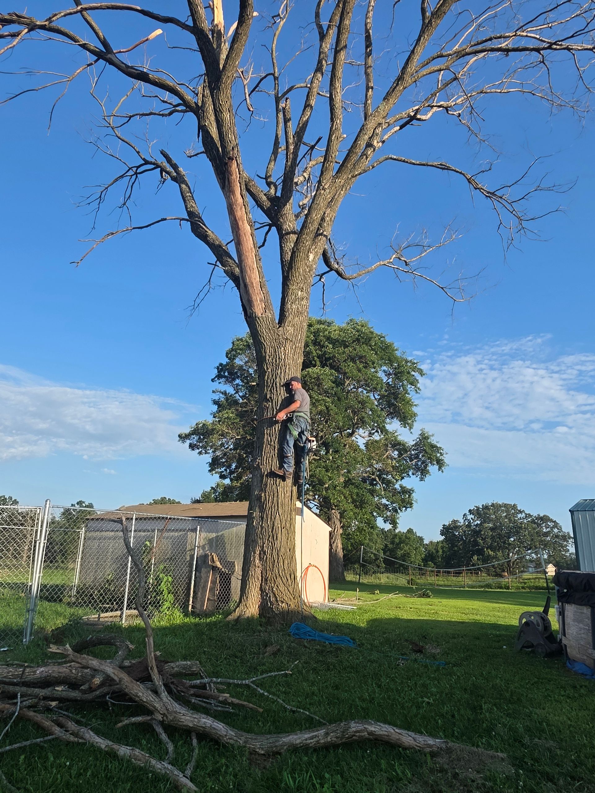 Large tree with a person climbing it in a grassy yard beside a small building, under a blue sky
