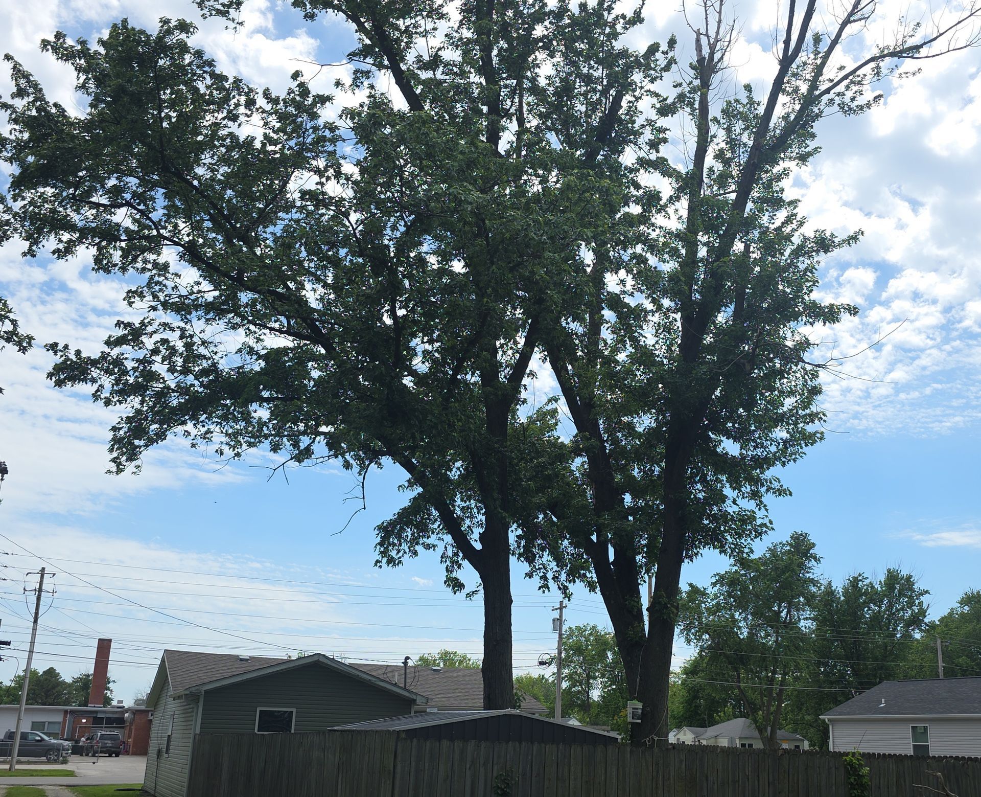 Two tall trees above a backyard fence and houses under a partly cloudy blue sky.
