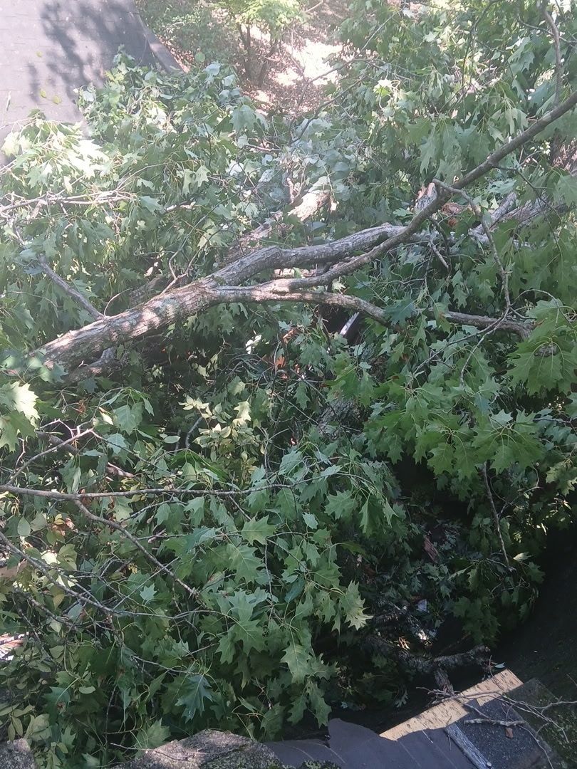 Fallen tree limbs and dense green foliage blocking a path or roadside