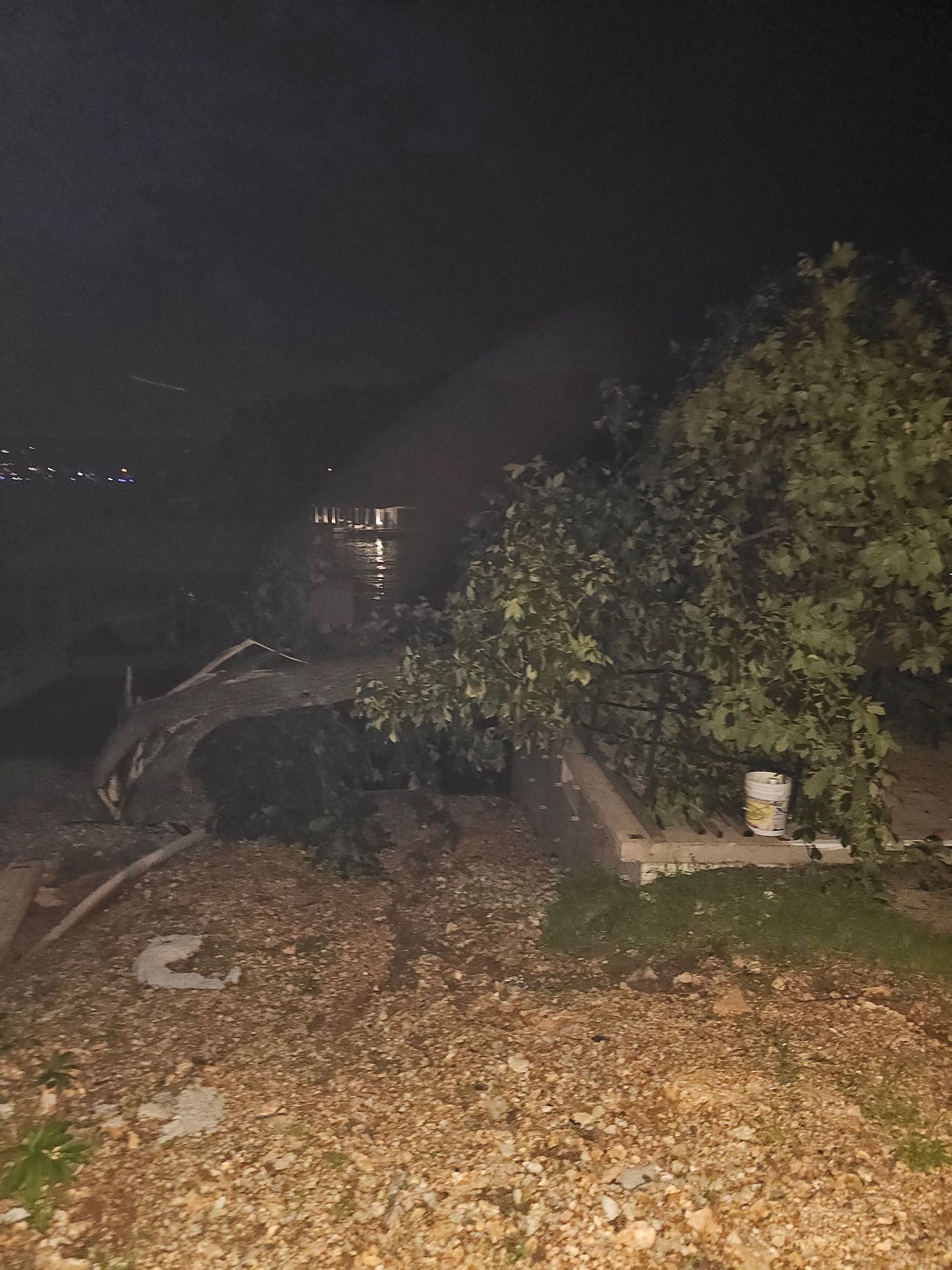 Nighttime wooded path with fallen leaves, a leaning tree, and a small lit building in the distance.