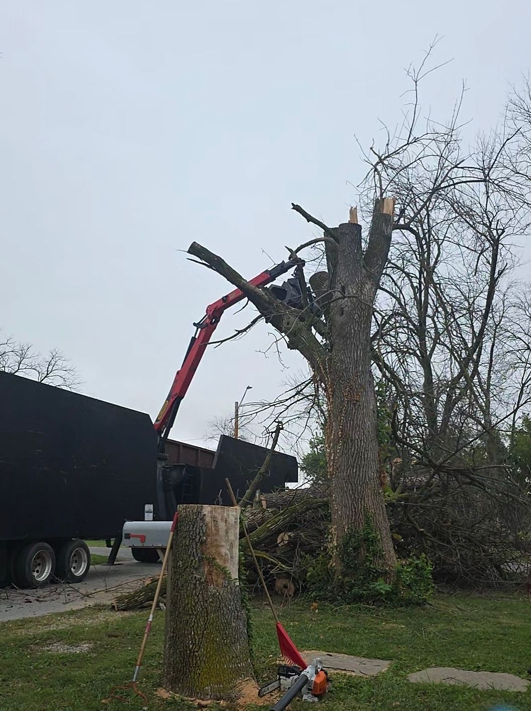 Red crane trimming a large tree beside a road, with a truck and cut stump in the foreground.