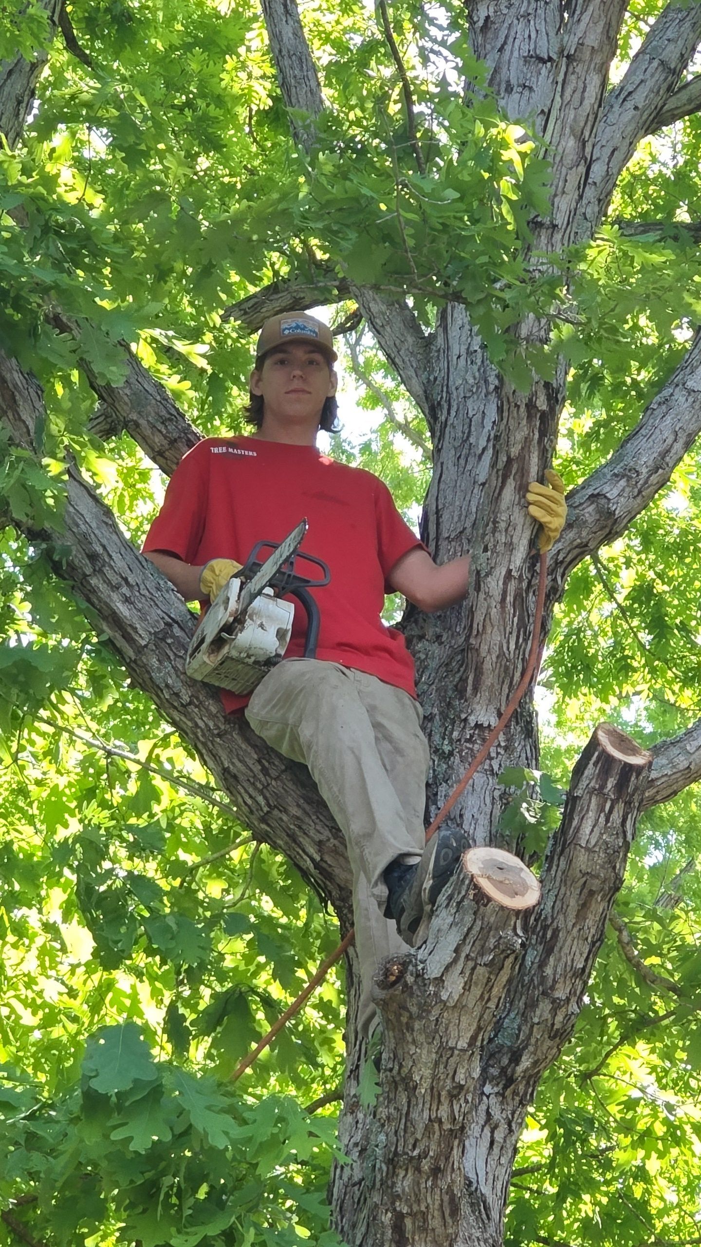 Person in a red shirt sits in a tree holding a chainsaw amid green leaves.
