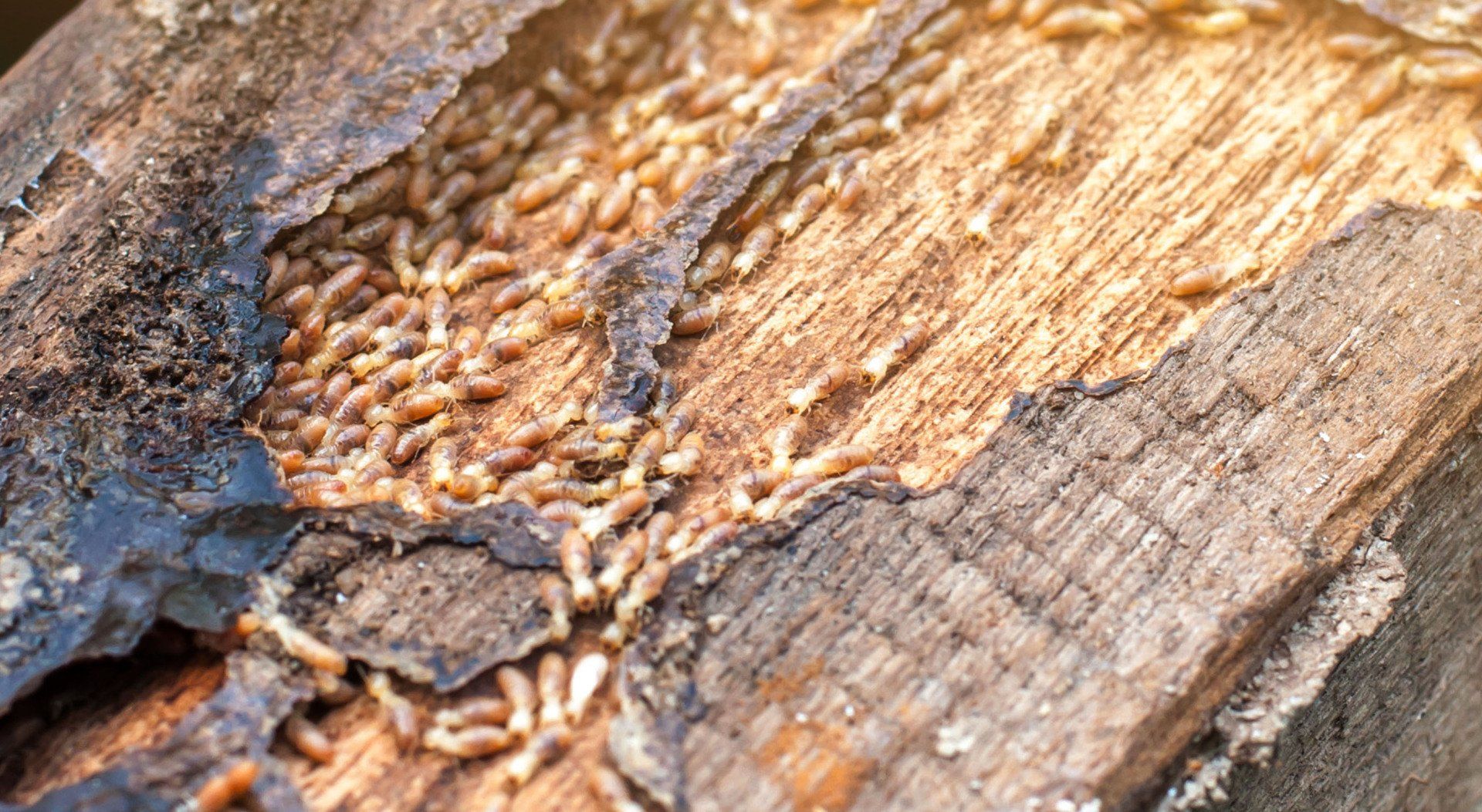 termite in wood