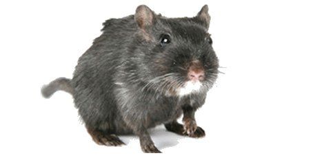 Gray rodent