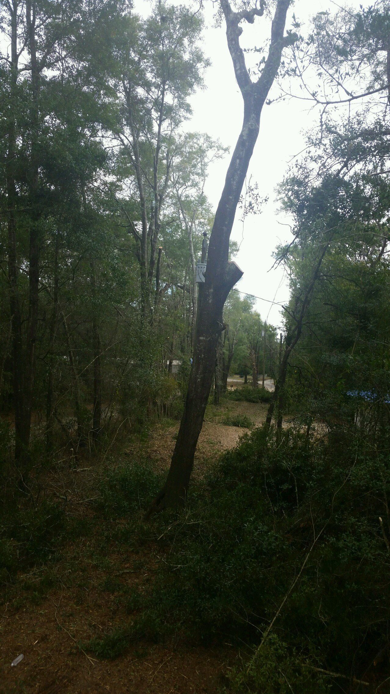 Dense wooded area with tall trees and a grassy clearing in the center