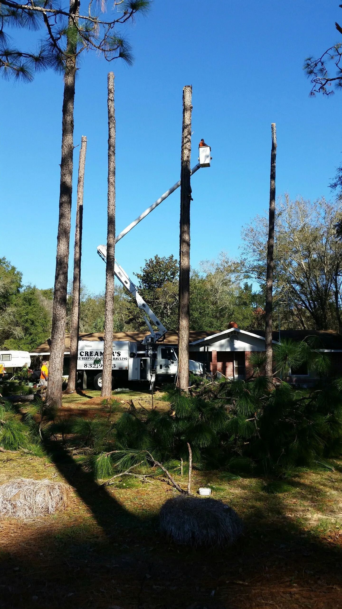 Tree-trimming workers on tall trunks in a sunny yard near a house and truck