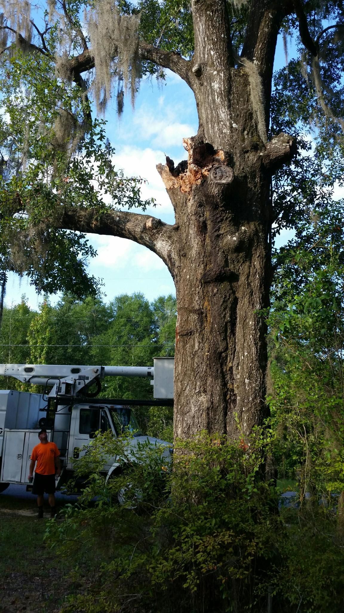 Worker in orange near a truck, cutting a large tree trunk beside a wooded road.