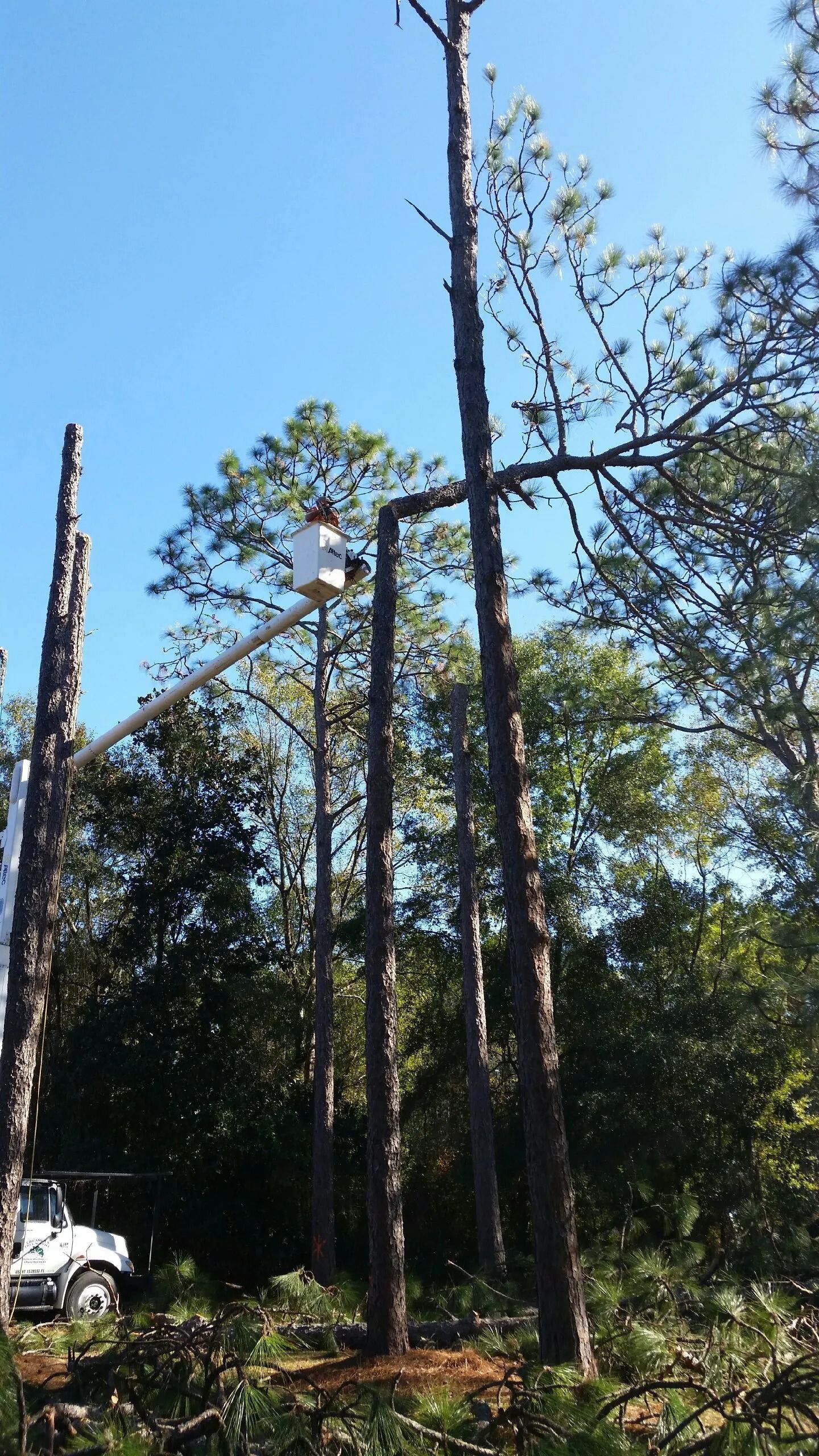 Tall pine trees in a wooded area, with a white vehicle partially visible at the lower left.