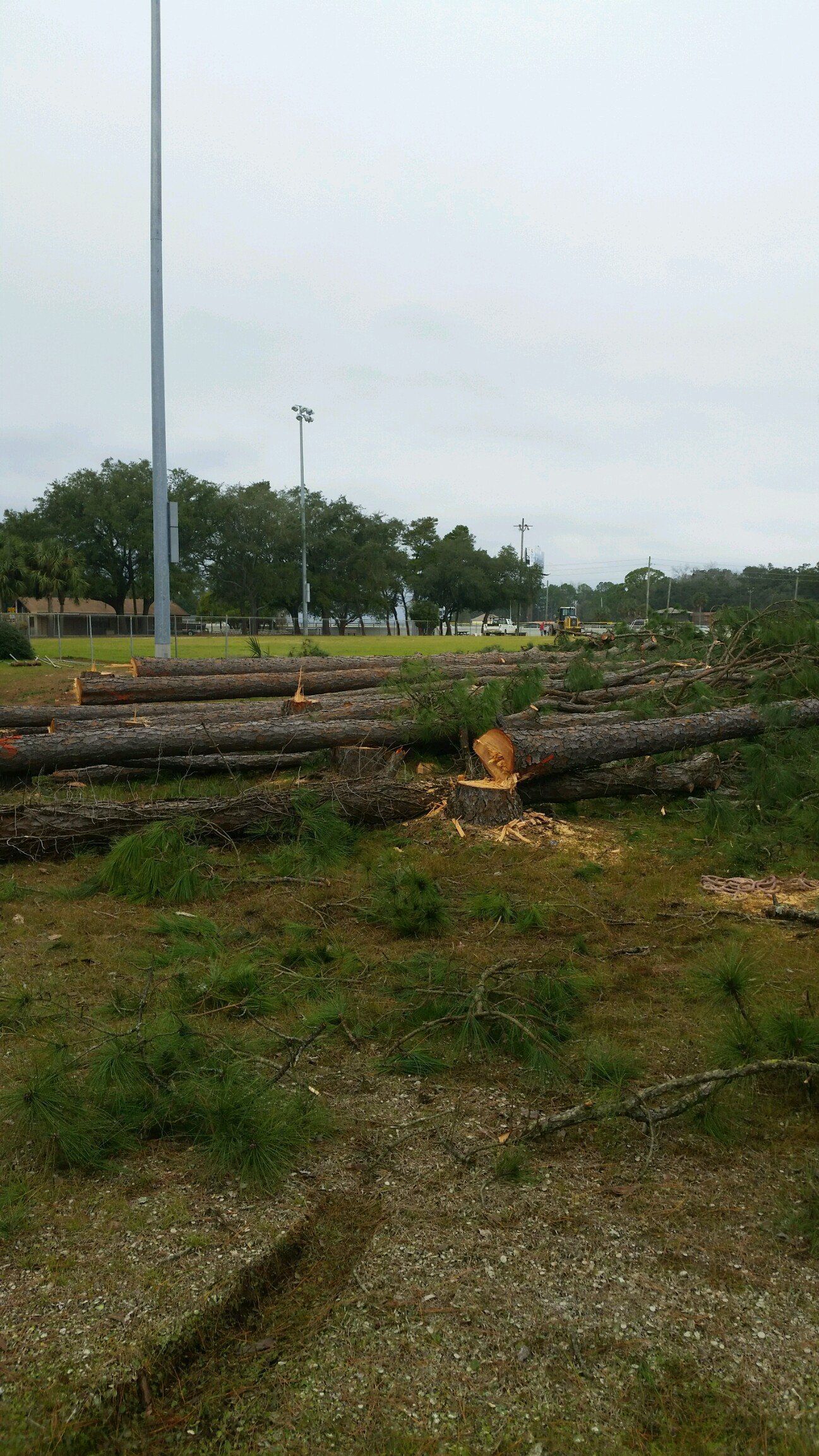 Stacked cut logs beside a grassy dirt path with a tall light pole and trees in the background