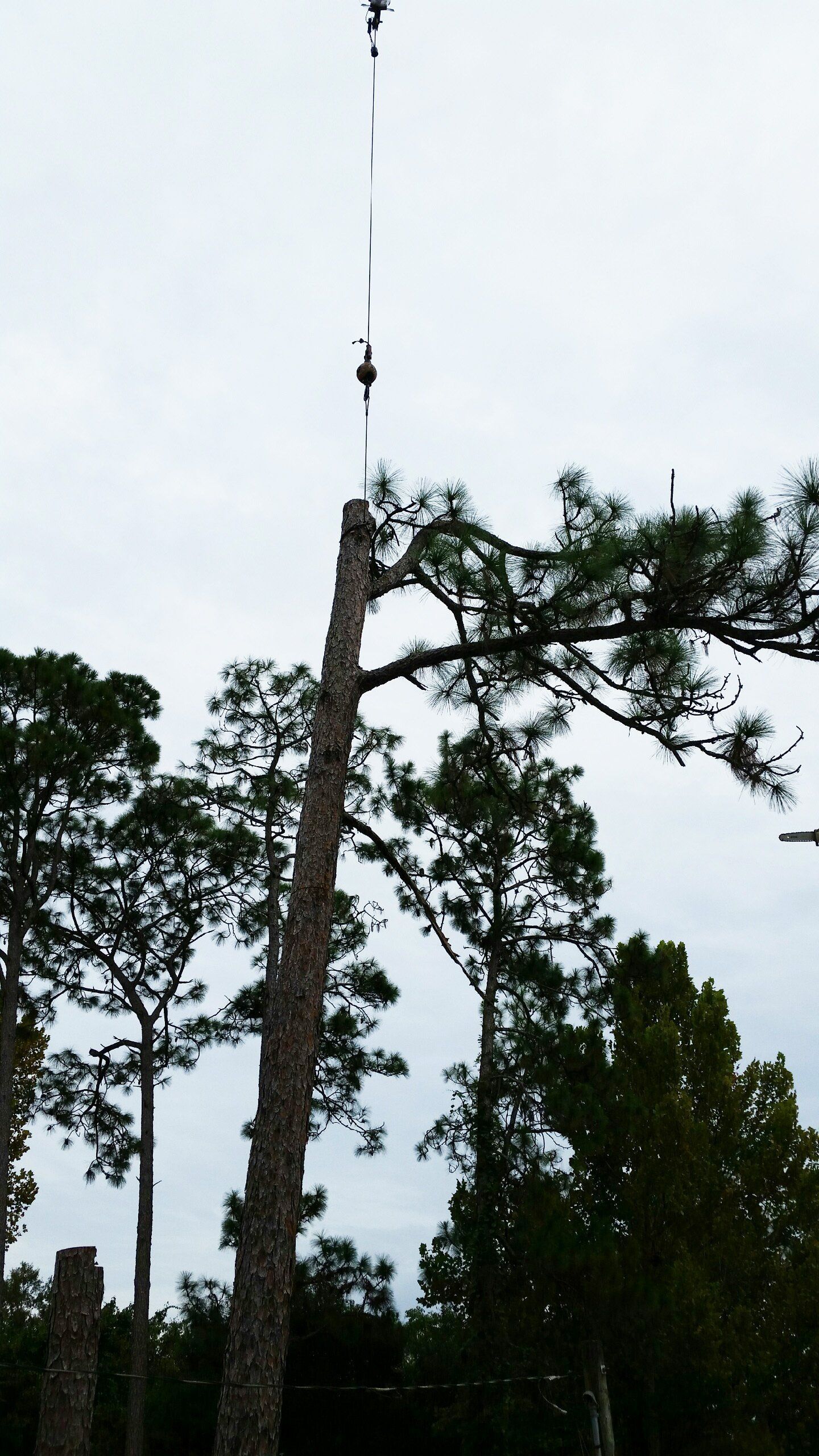 Tall pine trees under a cloudy sky, with a tree topper or object hanging from the top center.