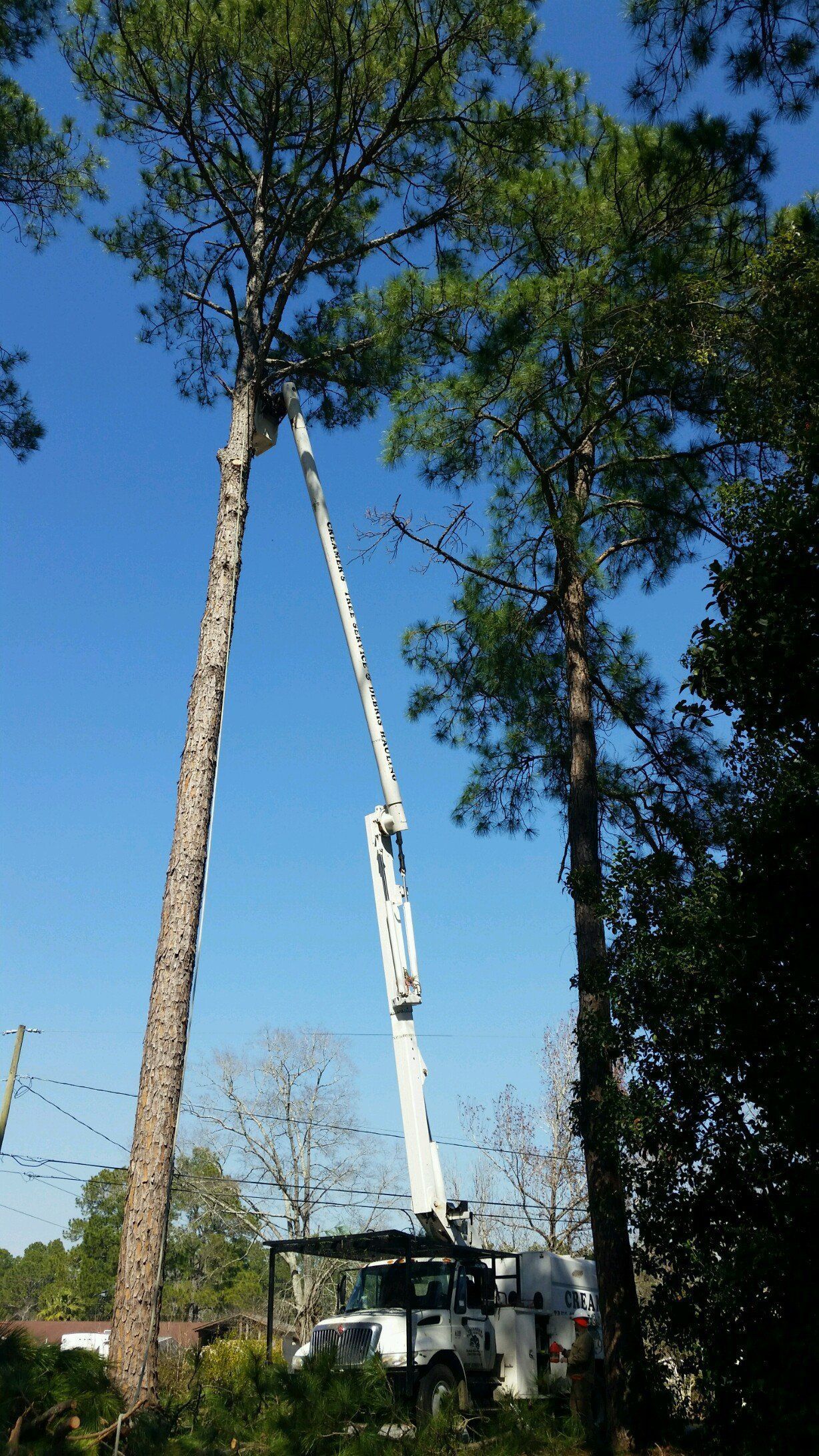 White crane lifting a tall tree trunk beside a pine tree under a blue sky