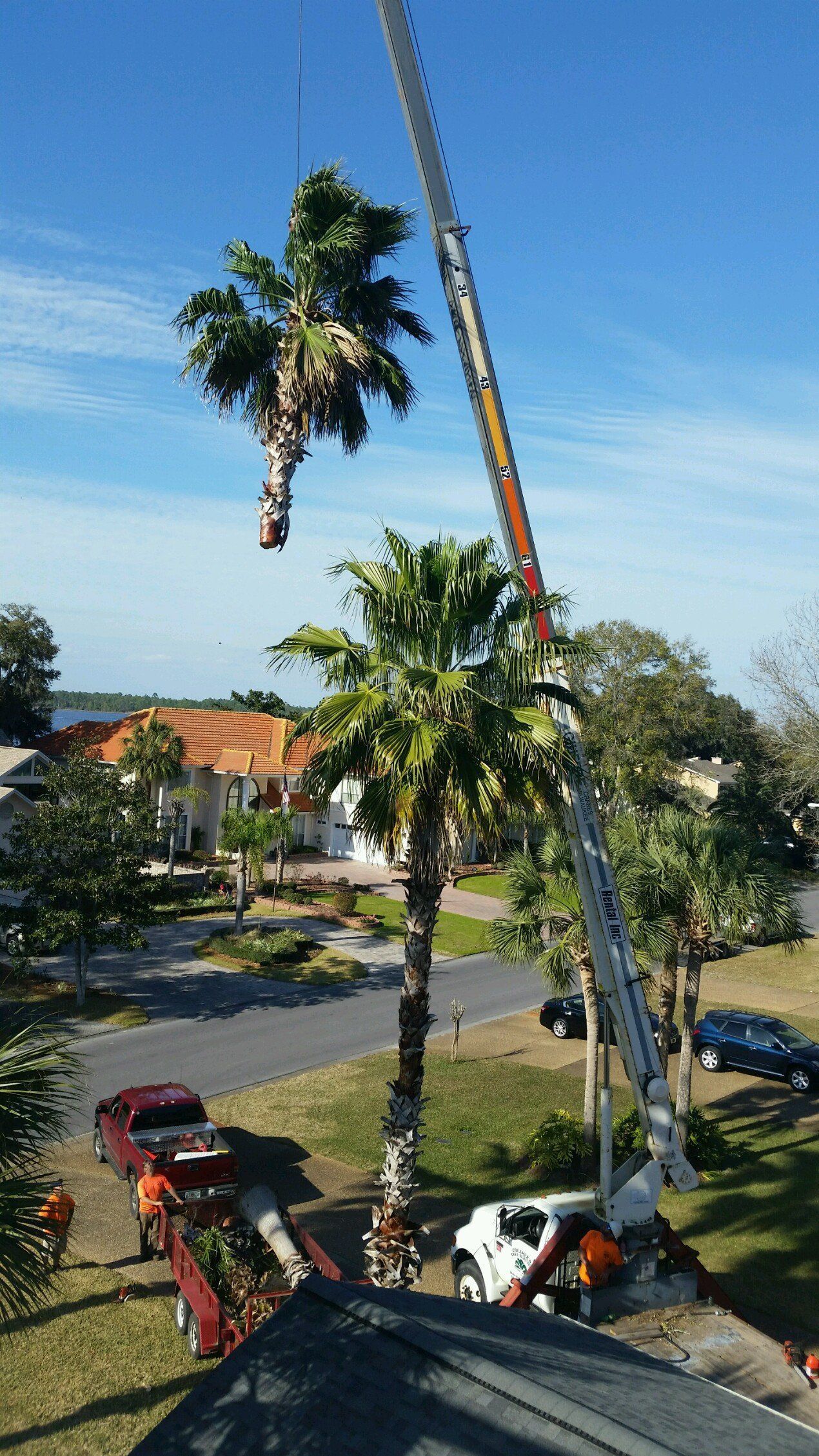 Street view with tall palm trees and a quiet neighborhood road on a sunny day