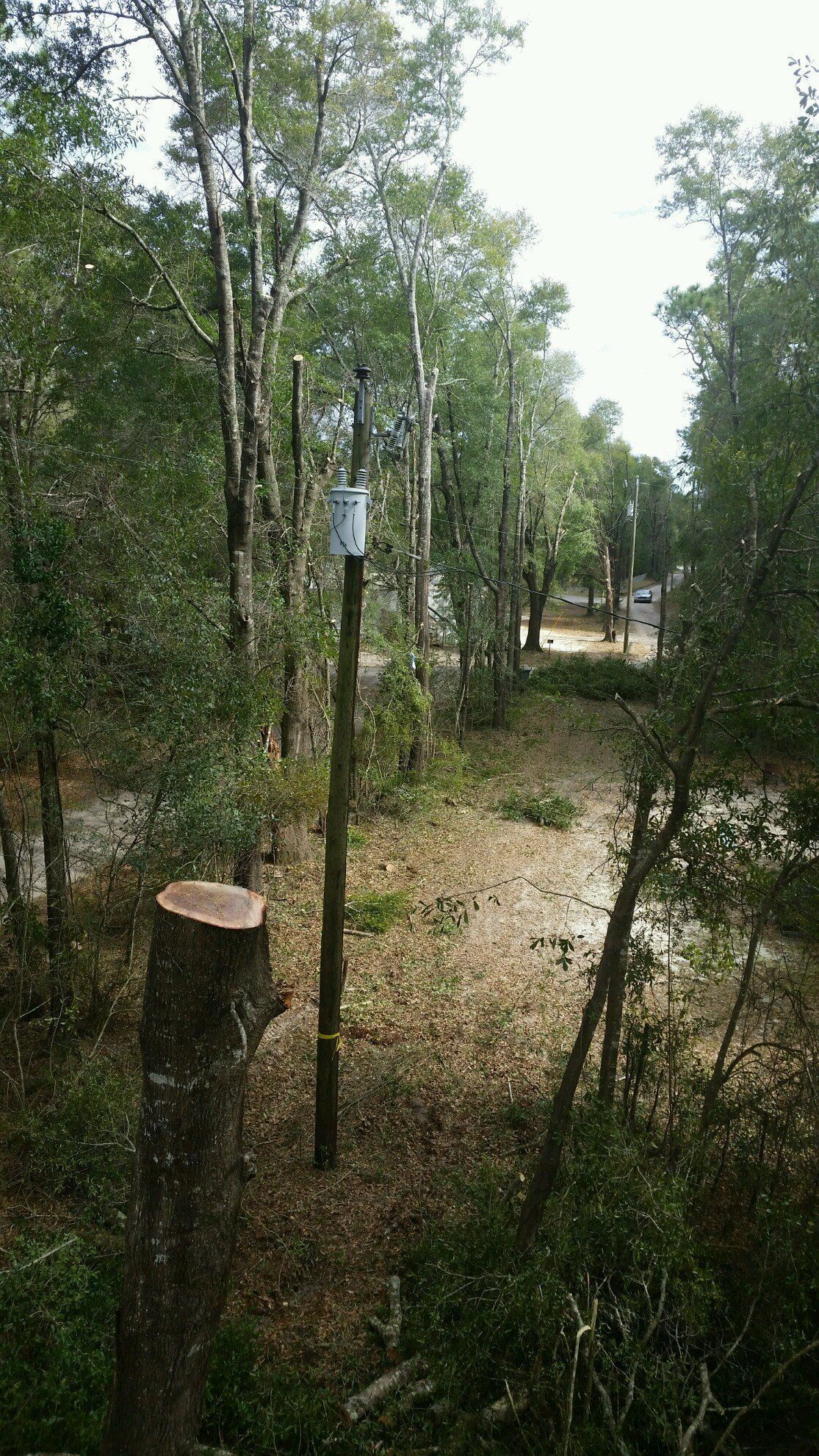 Cut tree stump in a wooded path with sparse grass and tall trees