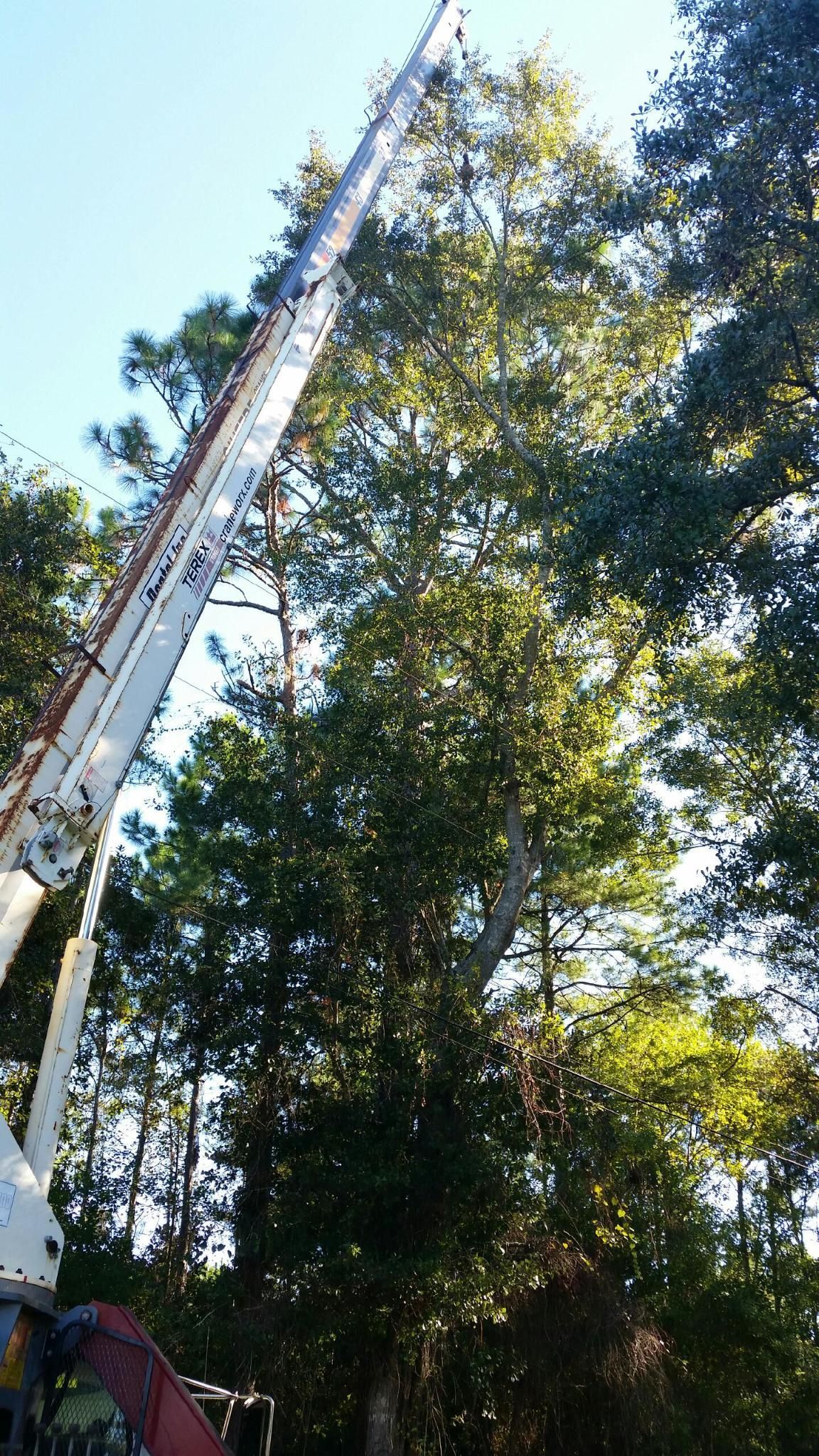 Tree-trimming crane reaching into tall green trees under a bright blue sky