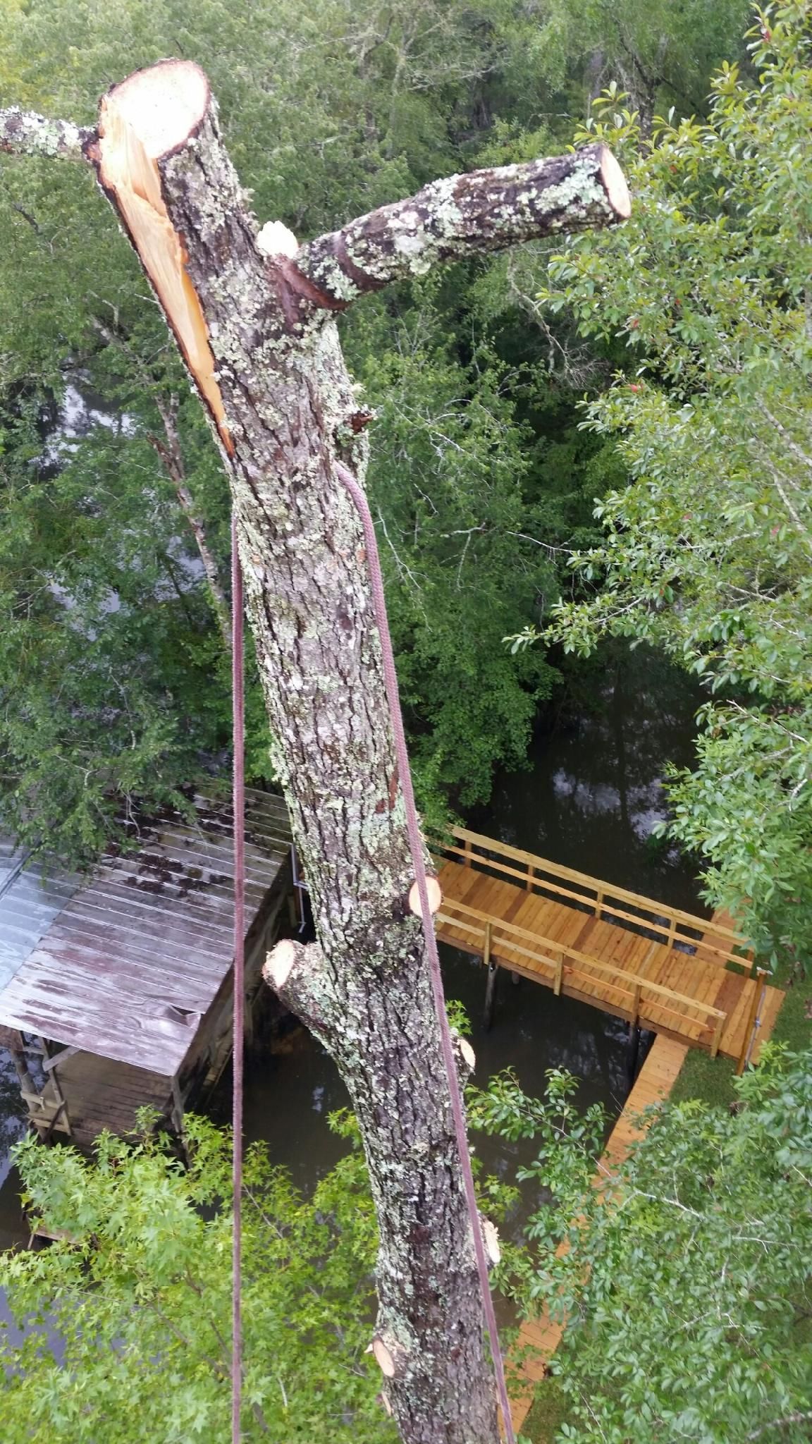 Cut tree trunk with rope beside a wooden platform and bench in a green wooded area