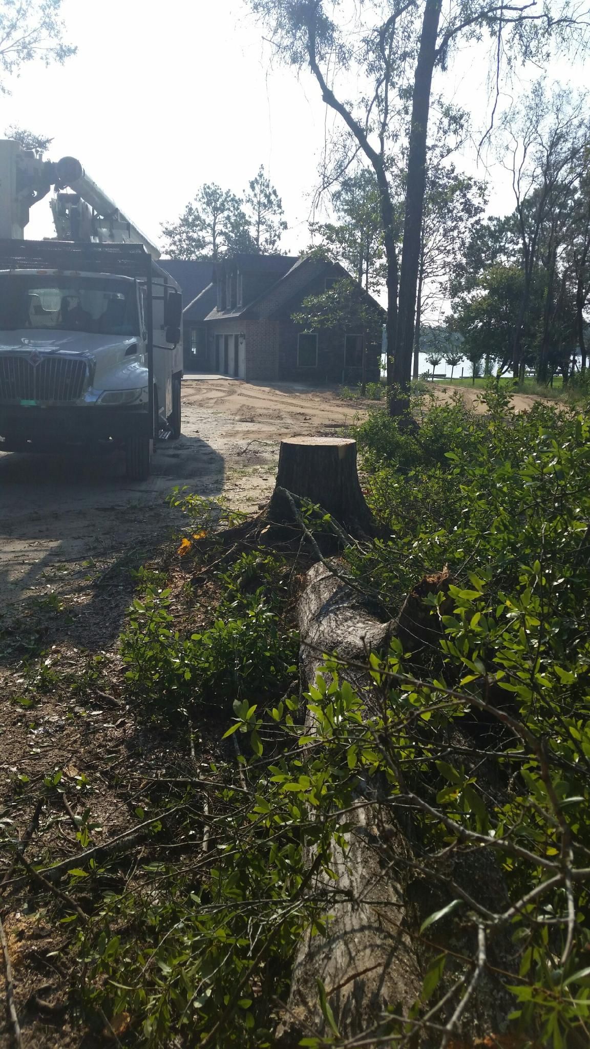 Sunlit yard with fallen branches, shrubs, a car at left, and houses in the background.